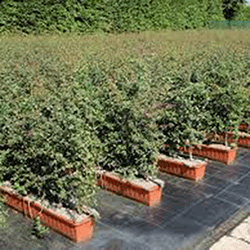 Crataegus Monogyna (espinho)