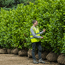 Cherry Laurel - cobertura superior 'blocos'