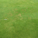 Aberregal-fusarium-tolerance-_300