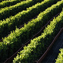 Readyhedge-instant-hedging-image
