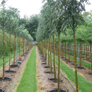 Coles-nurseries-container-grown-trees-image