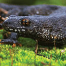 The Herpetosure Group