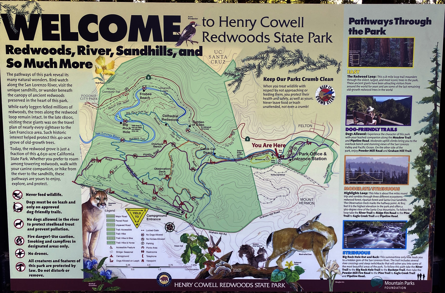 Henry Cowell Redwoods State Park