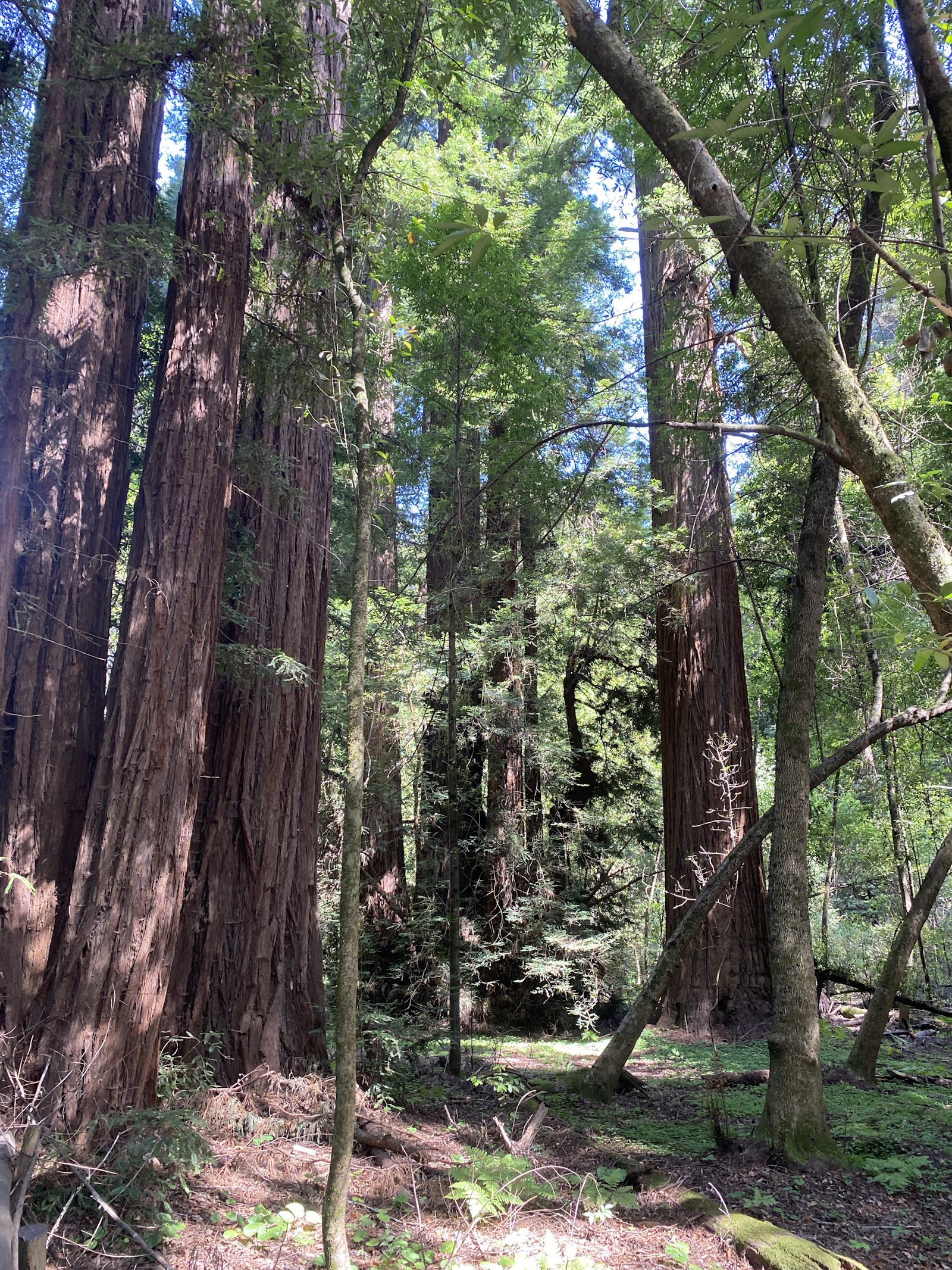Henry Cowell Redwoods State Park