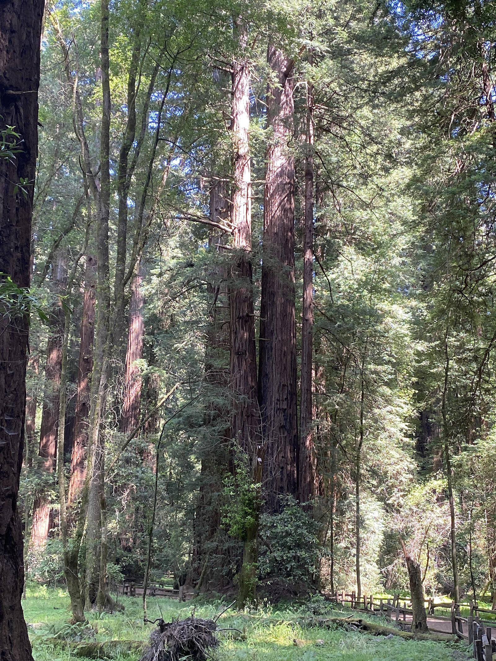 Henry Cowell Redwoods State Park