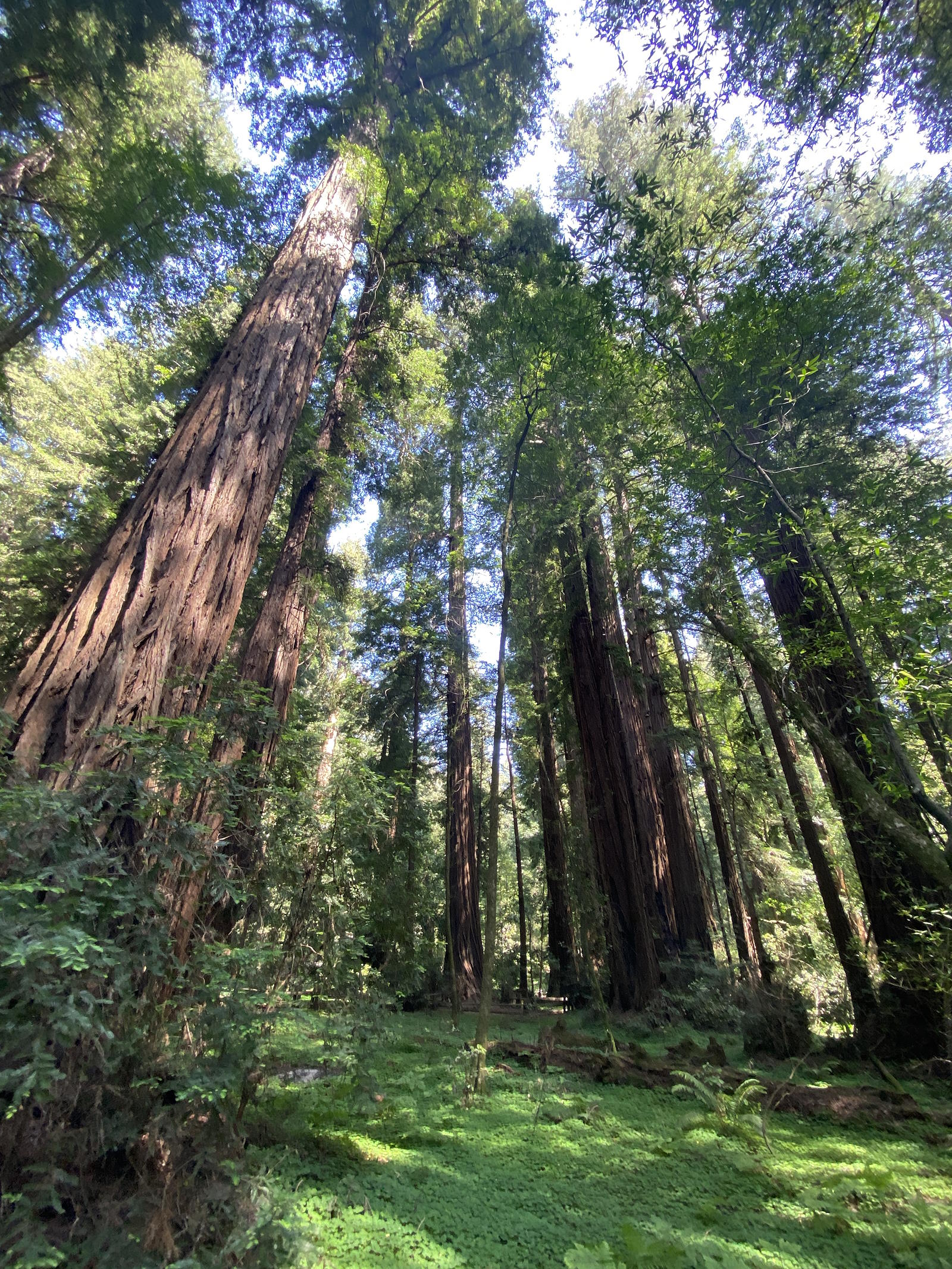 Henry Cowell Redwoods State Park