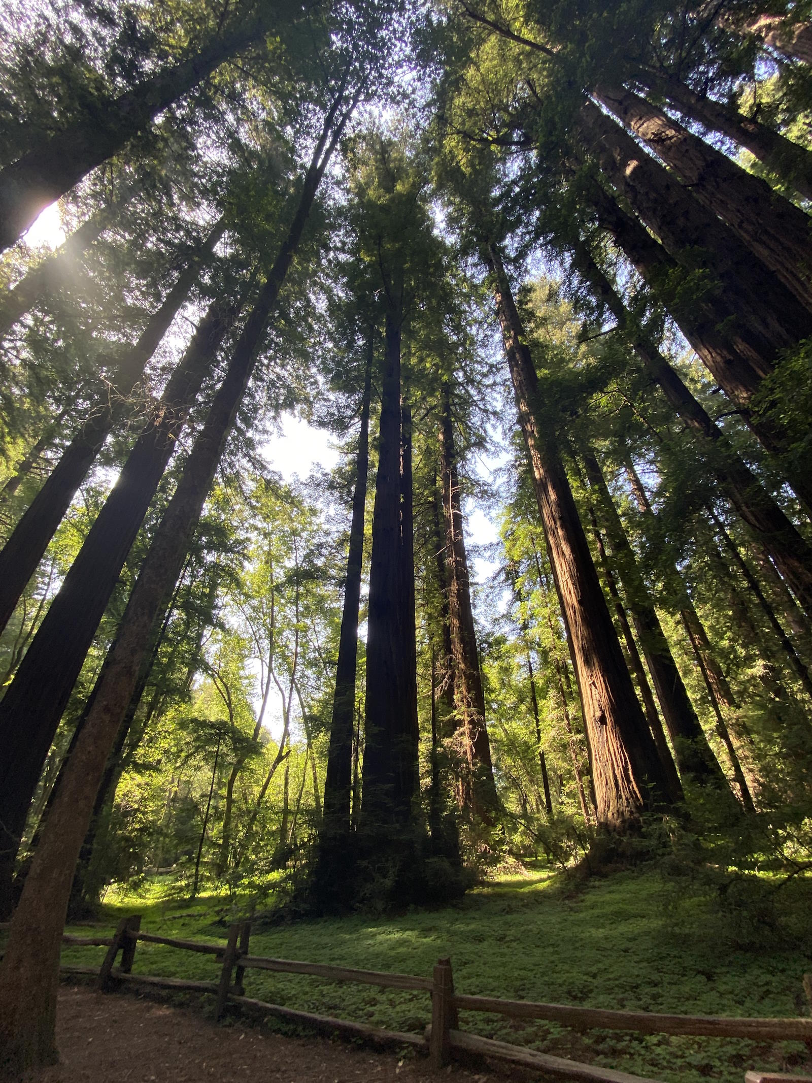 Henry Cowell Redwoods State Park