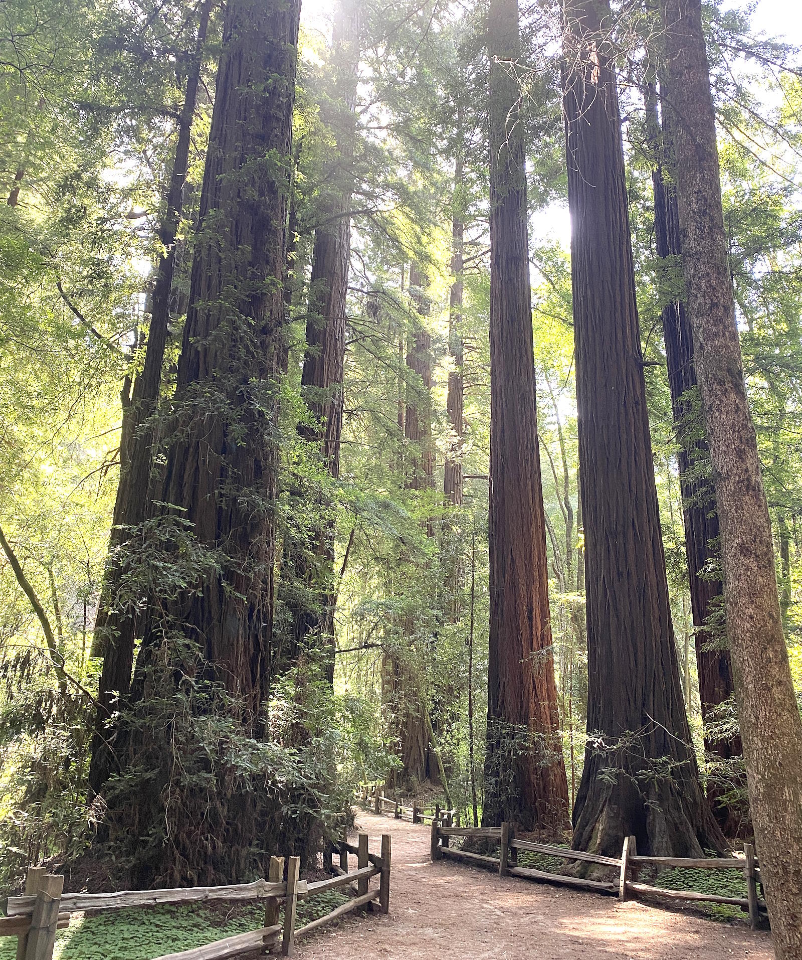Henry Cowell Redwoods State Park