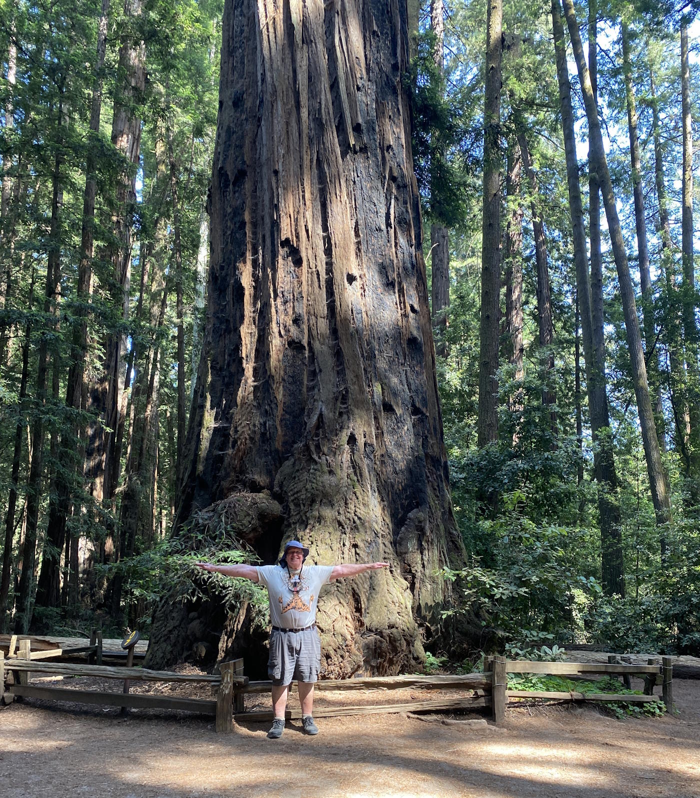 Henry Cowell Redwoods State Park