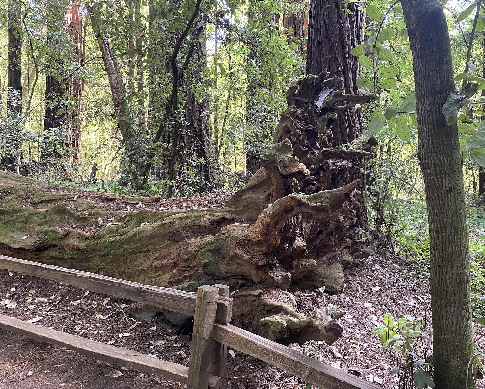 Henry Cowell Redwoods State Park