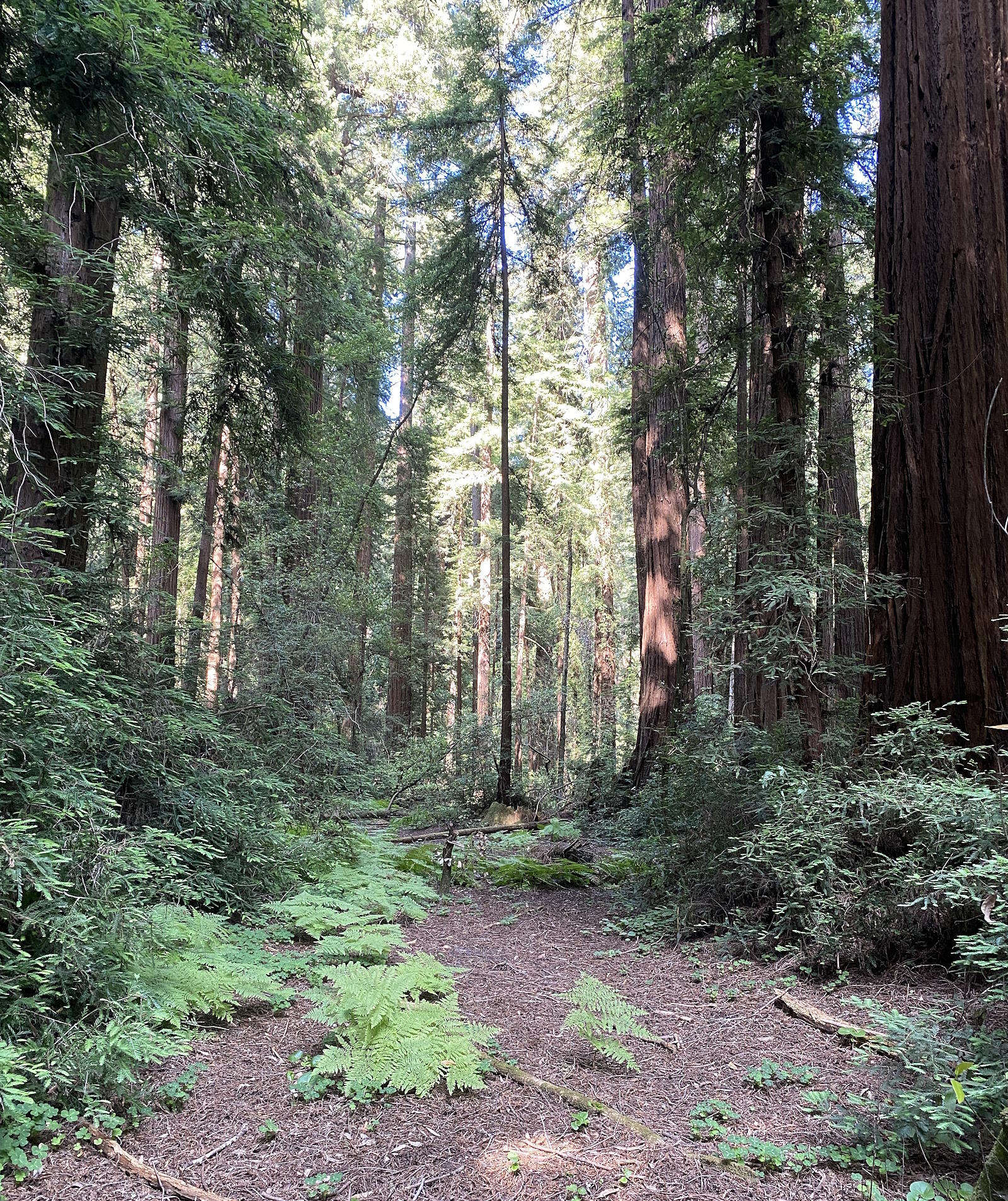 Henry Cowell Redwoods State Park