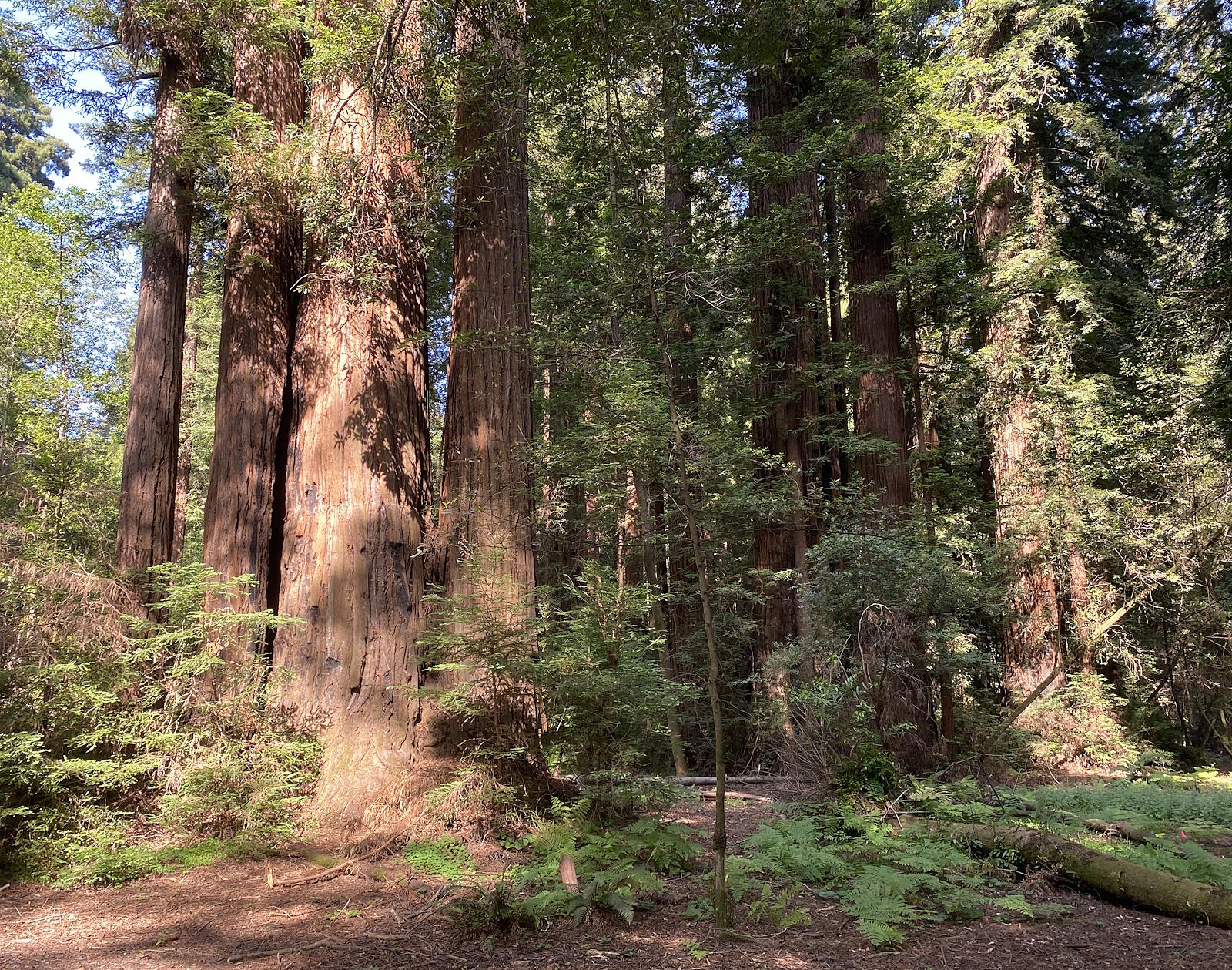 Henry Cowell Redwoods State Park