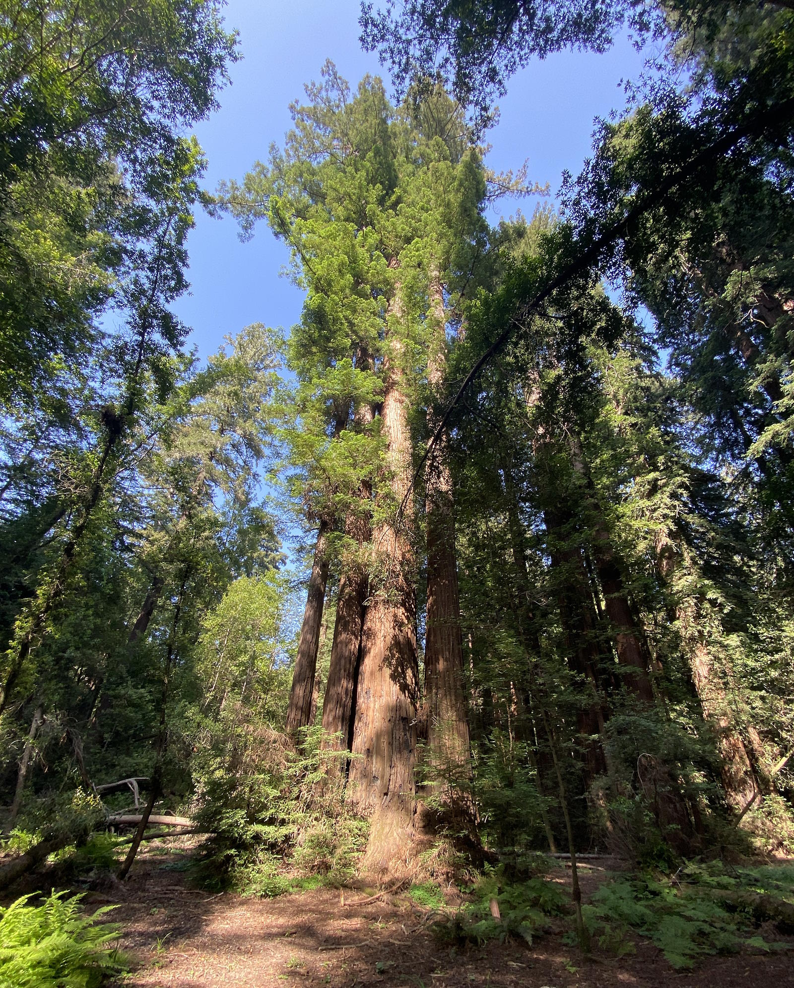 Henry Cowell Redwoods State Park