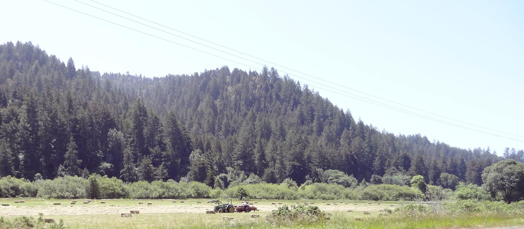 Further along the river, the fields flood too often for vines.