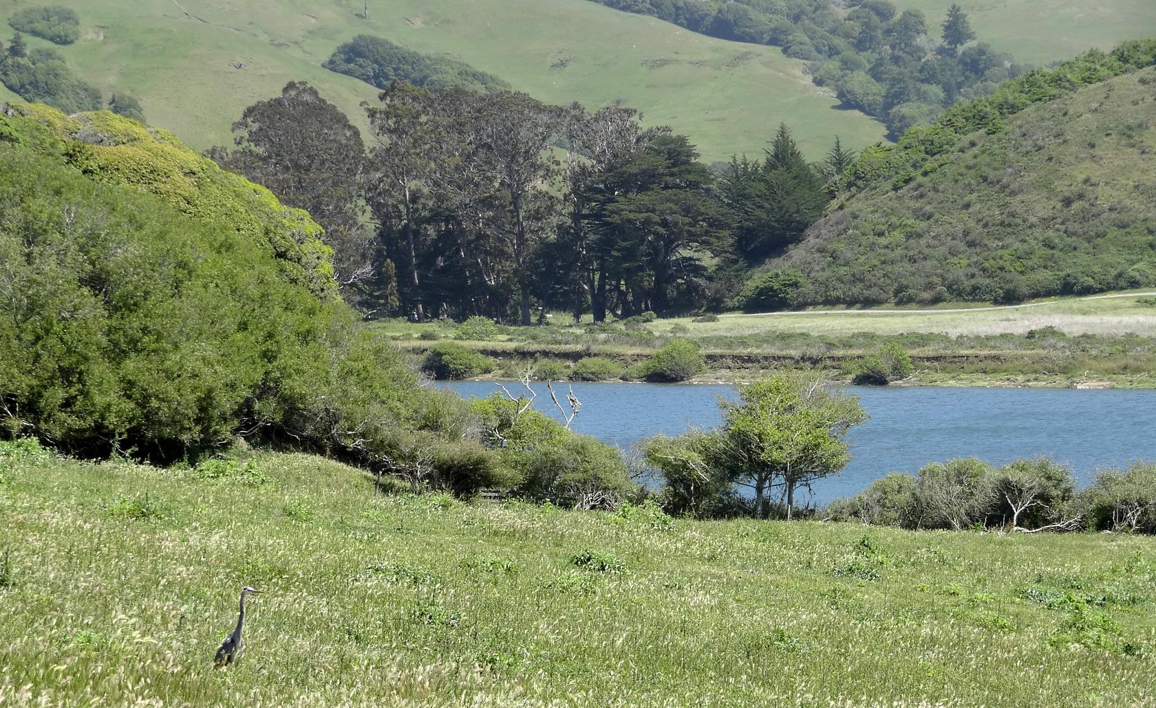 It is always green and lush as you get nearer the ocean. You may see shore birds like this Egret.