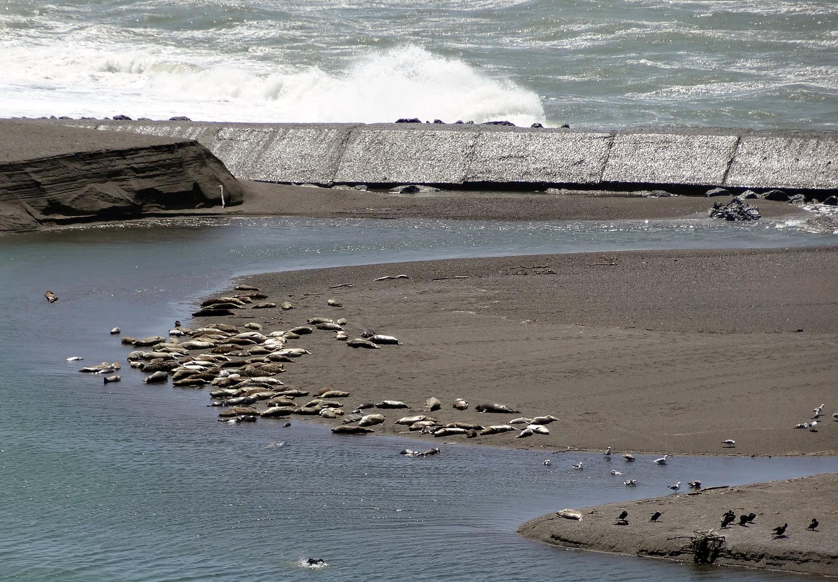 Sea lions sleep in their calm, protected haul out. A lot of times they are shuffling around and barking at each other.