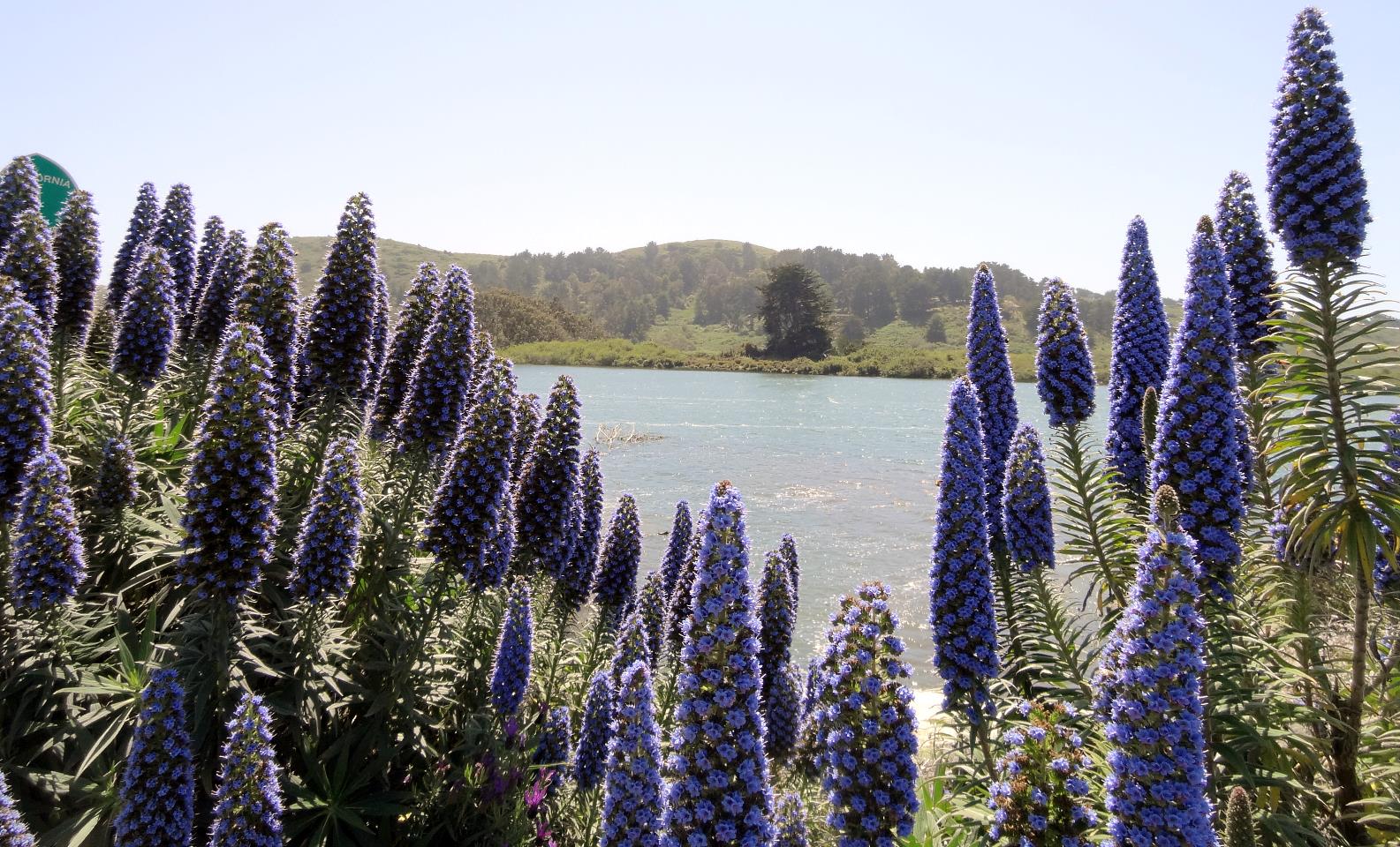 Lupin frame the forested hills... OK, so I like Lupine. You should see the Pink Lady flowers!