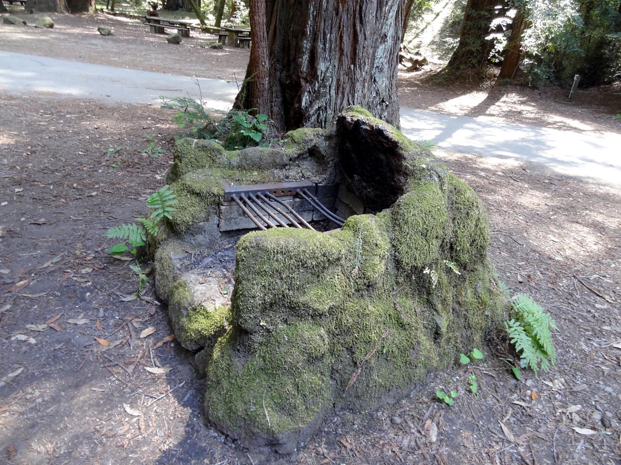 Colonel Armstrong was a developer and logger that became concerned with how fast the forest giants were being logged, so he worked to preserve this grove for future visitors. His sister worked for this after his death and eventually in 1934 it was made a State Park. People have been coming here for a long time as this moss covered rock bar-b-que pit shows.