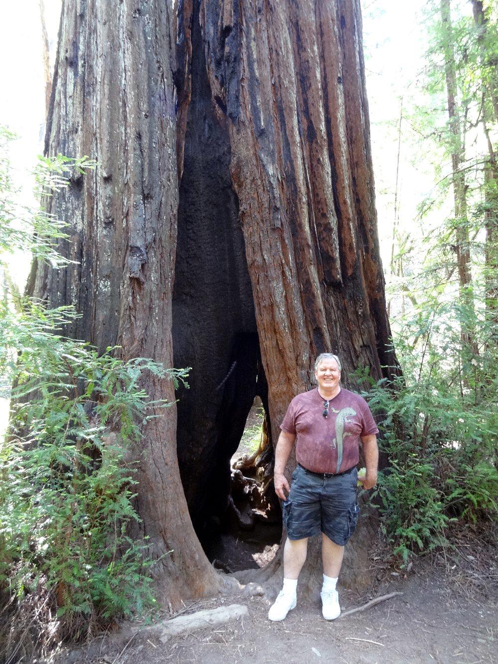 This may better give some of the scale. Big trees!