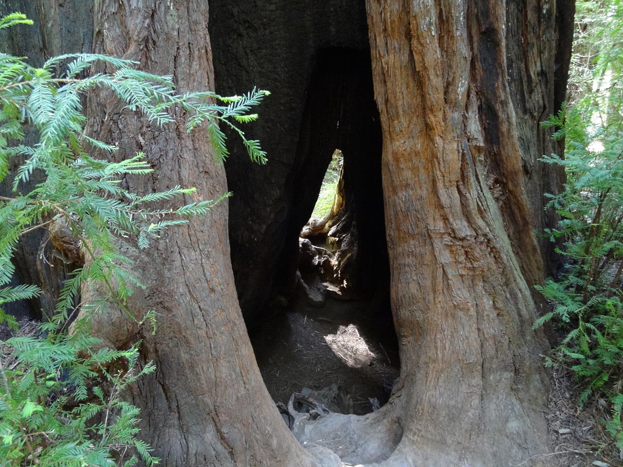 Some are hollow from fires that burned out the centers. The trees survive fine, because it is the outside that is living and growing. The outer bark is fire proof.