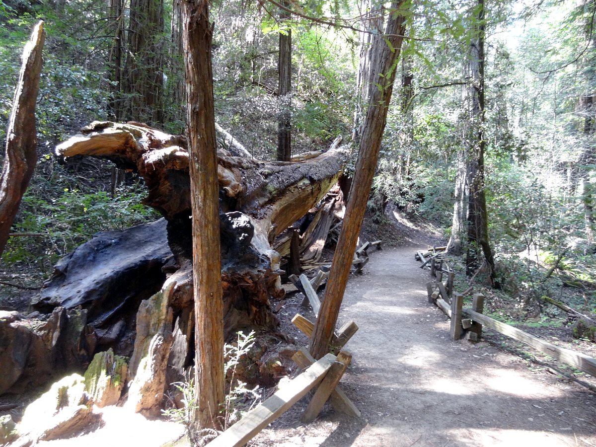 Miles of trails make for easy walking through the grove. It is beautiful and quiet.