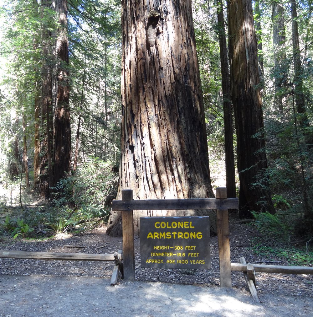In 1870 Colonel James Armstrong decided to wanted to save this remnant of the great forest. To our great benefit, he succeeded.