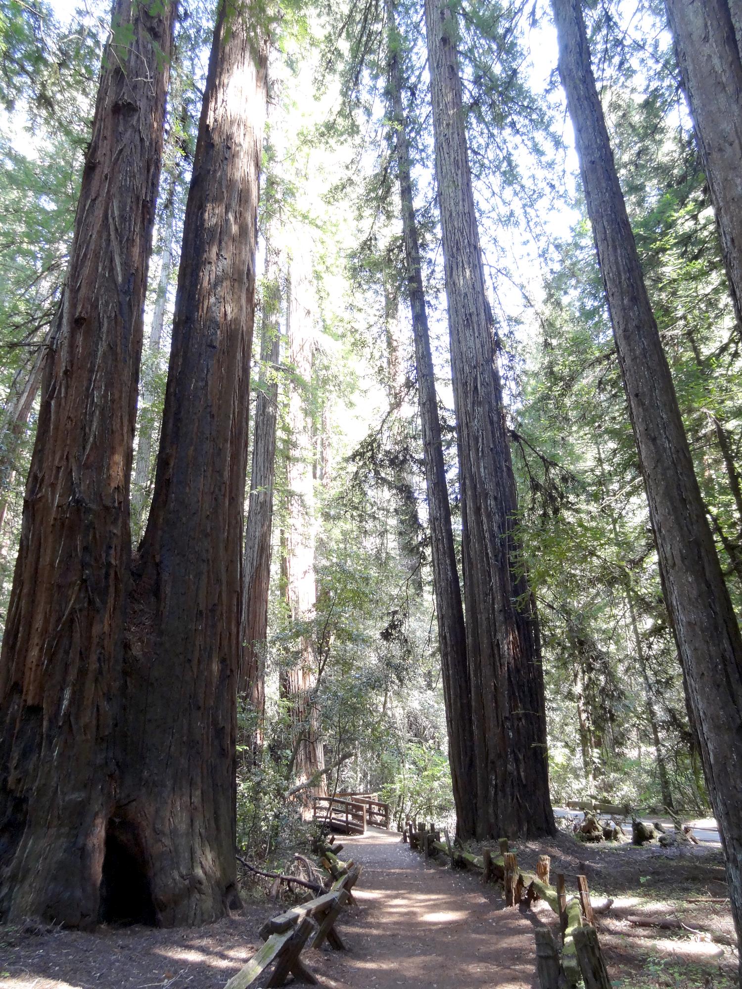 These are the giants of the real world. (scroll down)