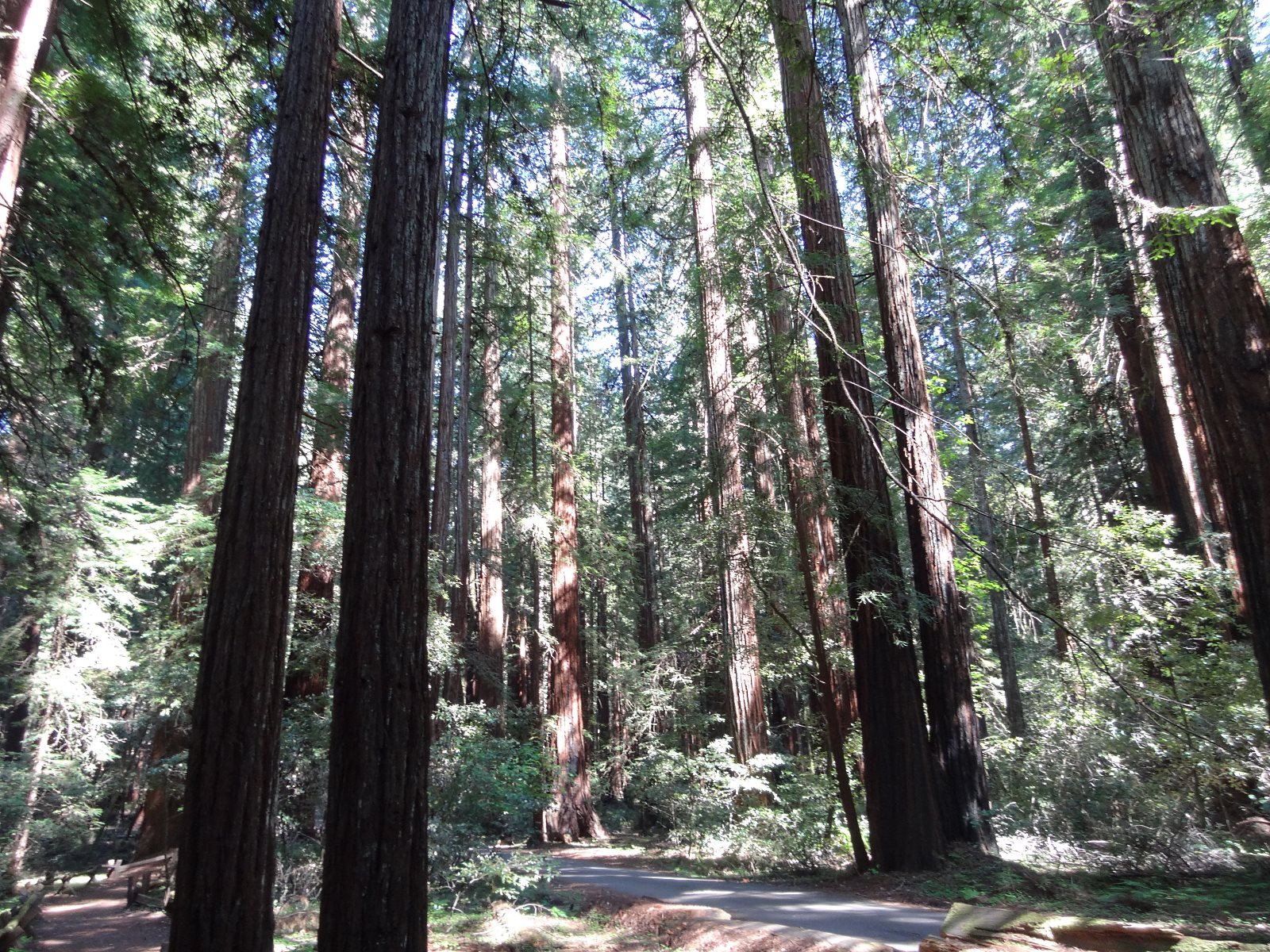 I'm an ocean kinda guy, but the cool, fragrant coastal forests will refresh the soul.