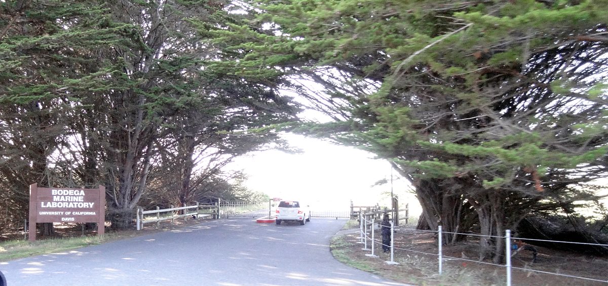 To most people, Bodega Bay is just another fishing town you pass while driving down scenic Hiway 1. It is so much more to me. Out near the end of the headland is Bodega Marine Lab. I got to spend 3 months there when in college. It is not enough time to explore all the beauty of the area, but it is plenty enough time to fall in love with it.