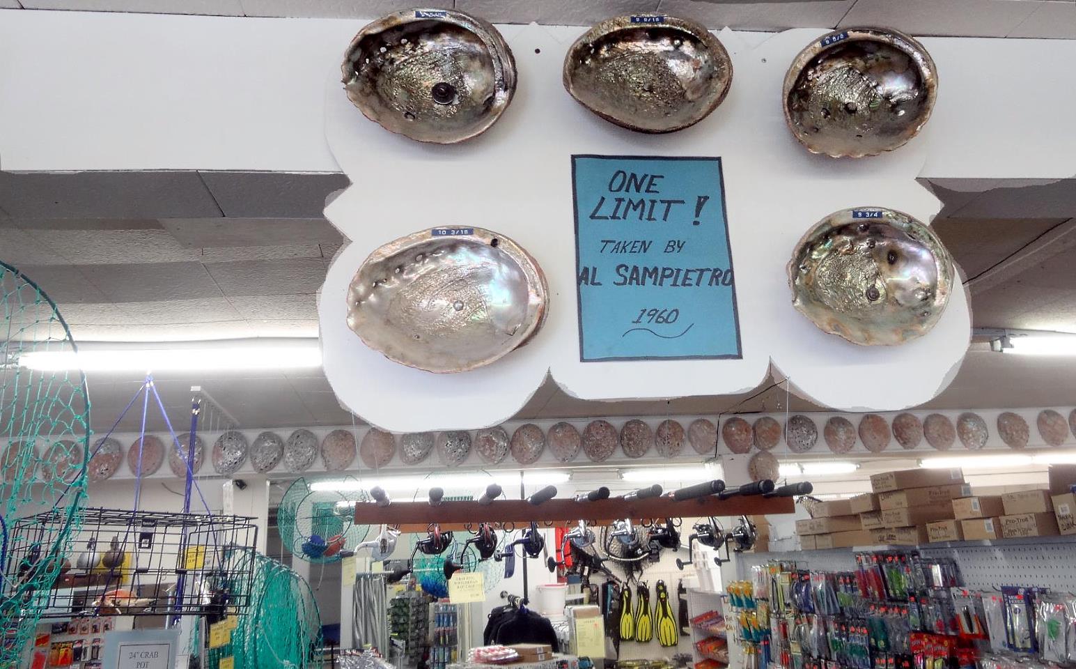 You might find quite a display from dive trips past. Abalone diving is not just a sport, it is a tradition of families that includes family members young and old. I well know the lore of the North Coast Divers. It is a story of challenge, excitement and beauty.