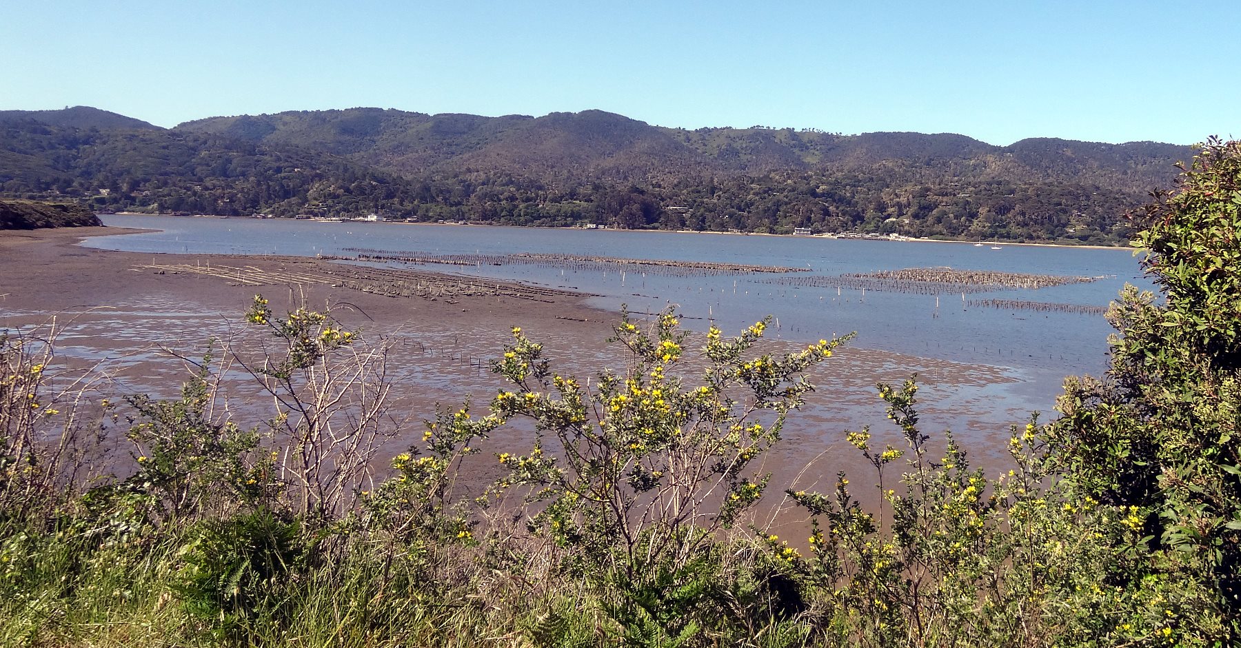 The many Oyster Farms can provide the freshest oysters you could desire... if you desire oysters... 