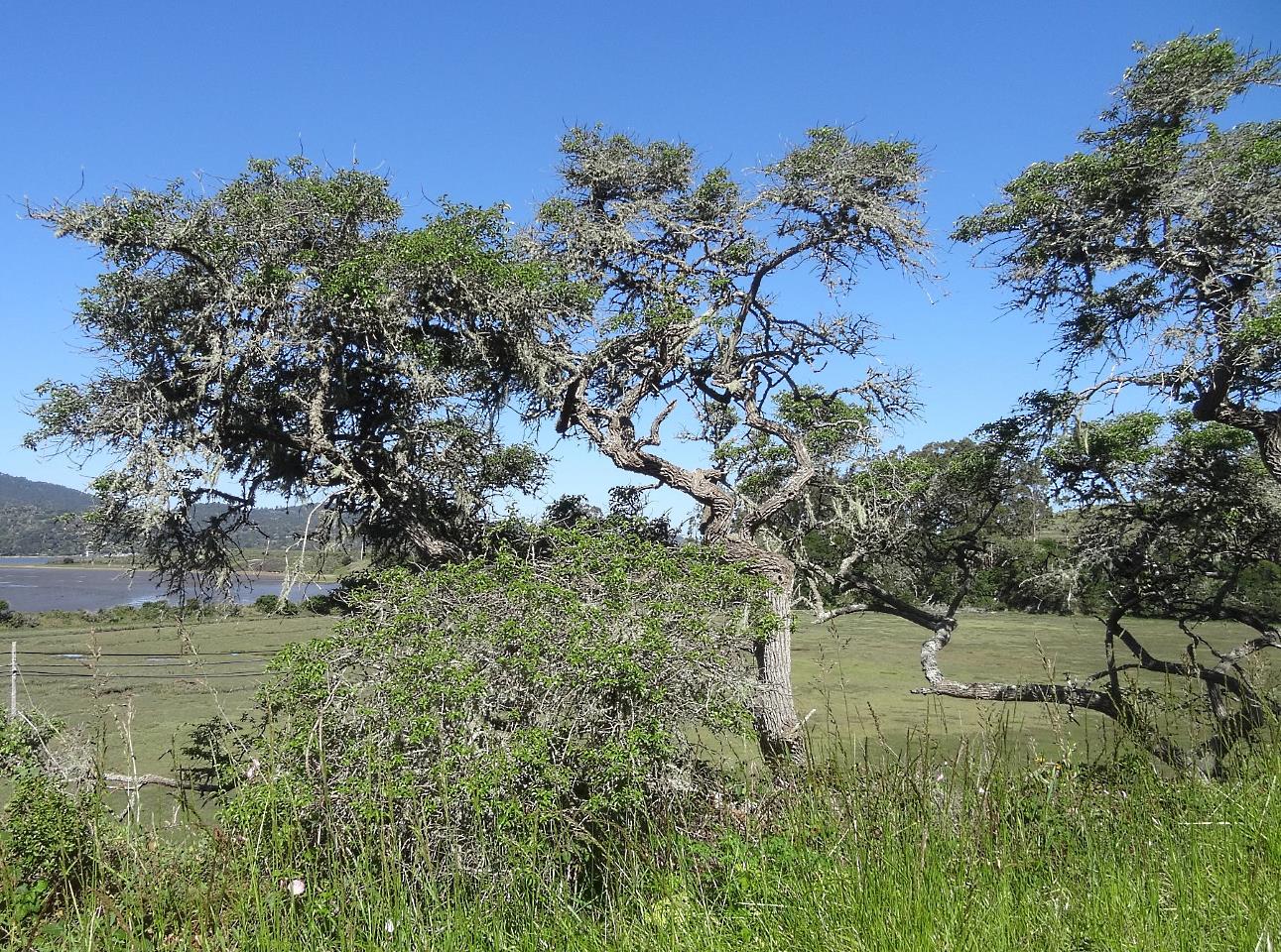 Knarled oak trees scrape out a living along the shores.