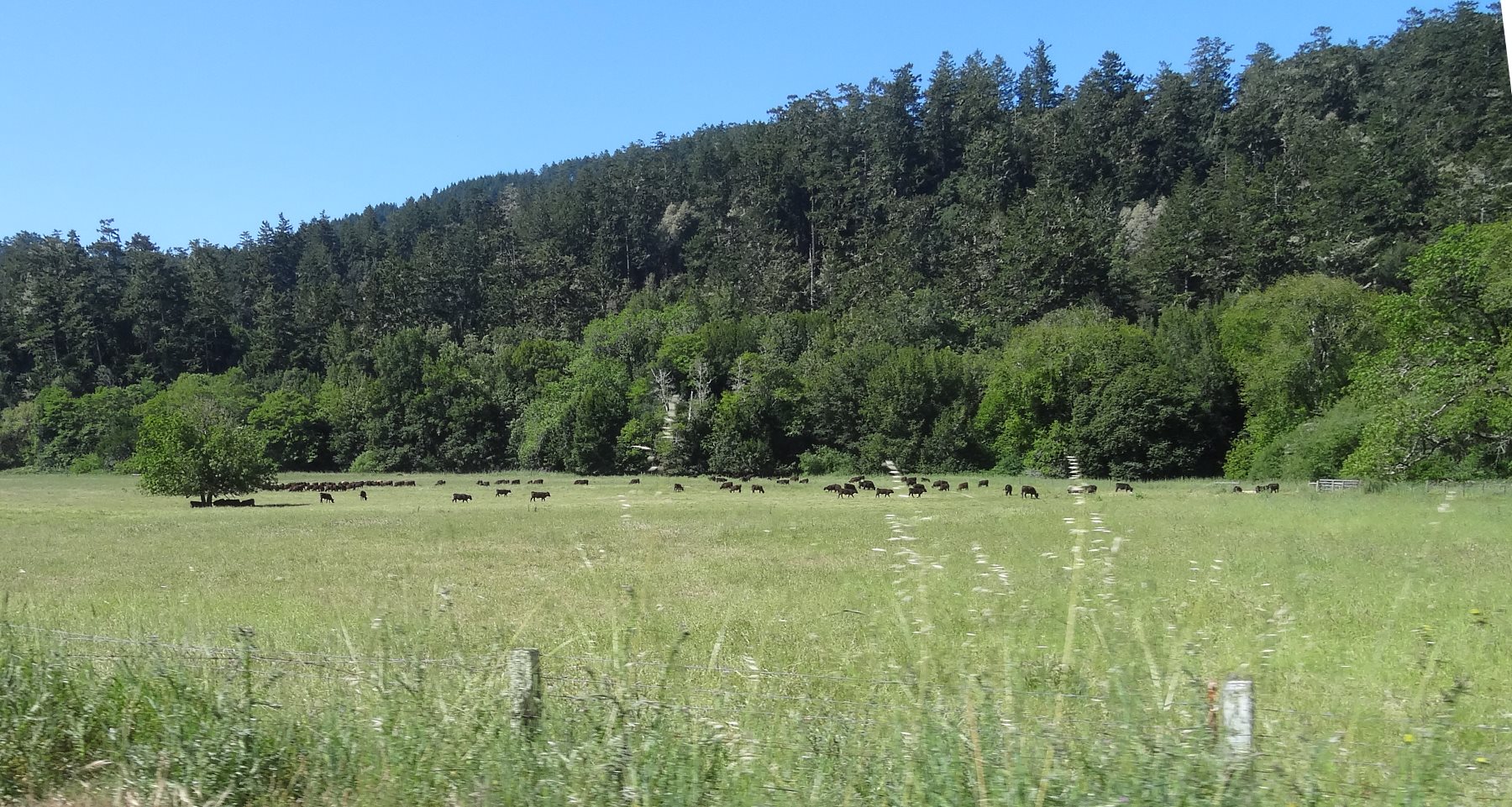 The road follows the San Andreas fault into forested hills.