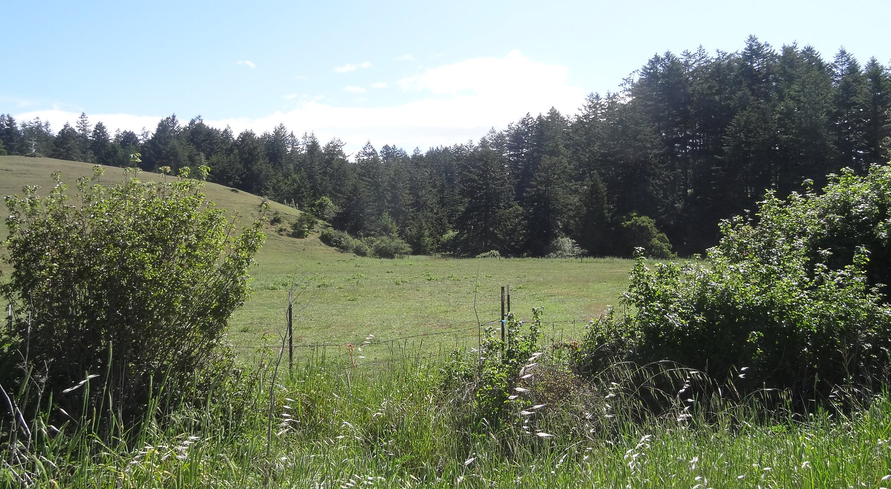 Some of the trees are firs, but there are groves of Redwoods. A few hundred years ago, this entire area was giant Redwoods. It is what San Francisco was built of.