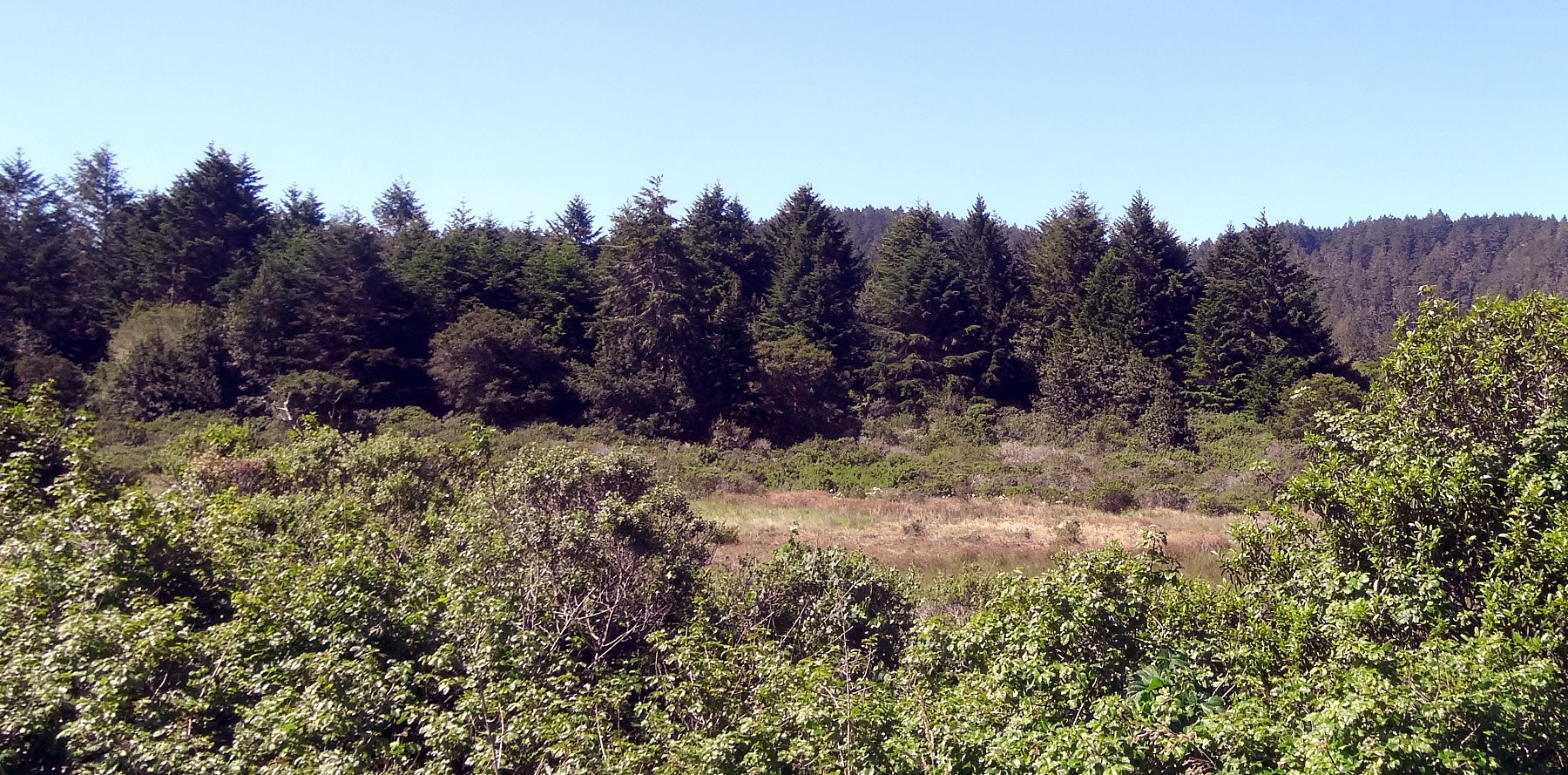A lot of the area is coastal scrub and chaparral.