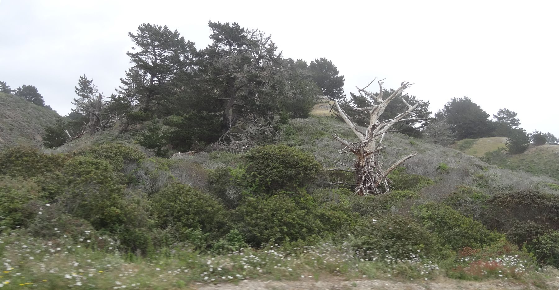 The coastal hillsides are covered with chaparrel and pine.