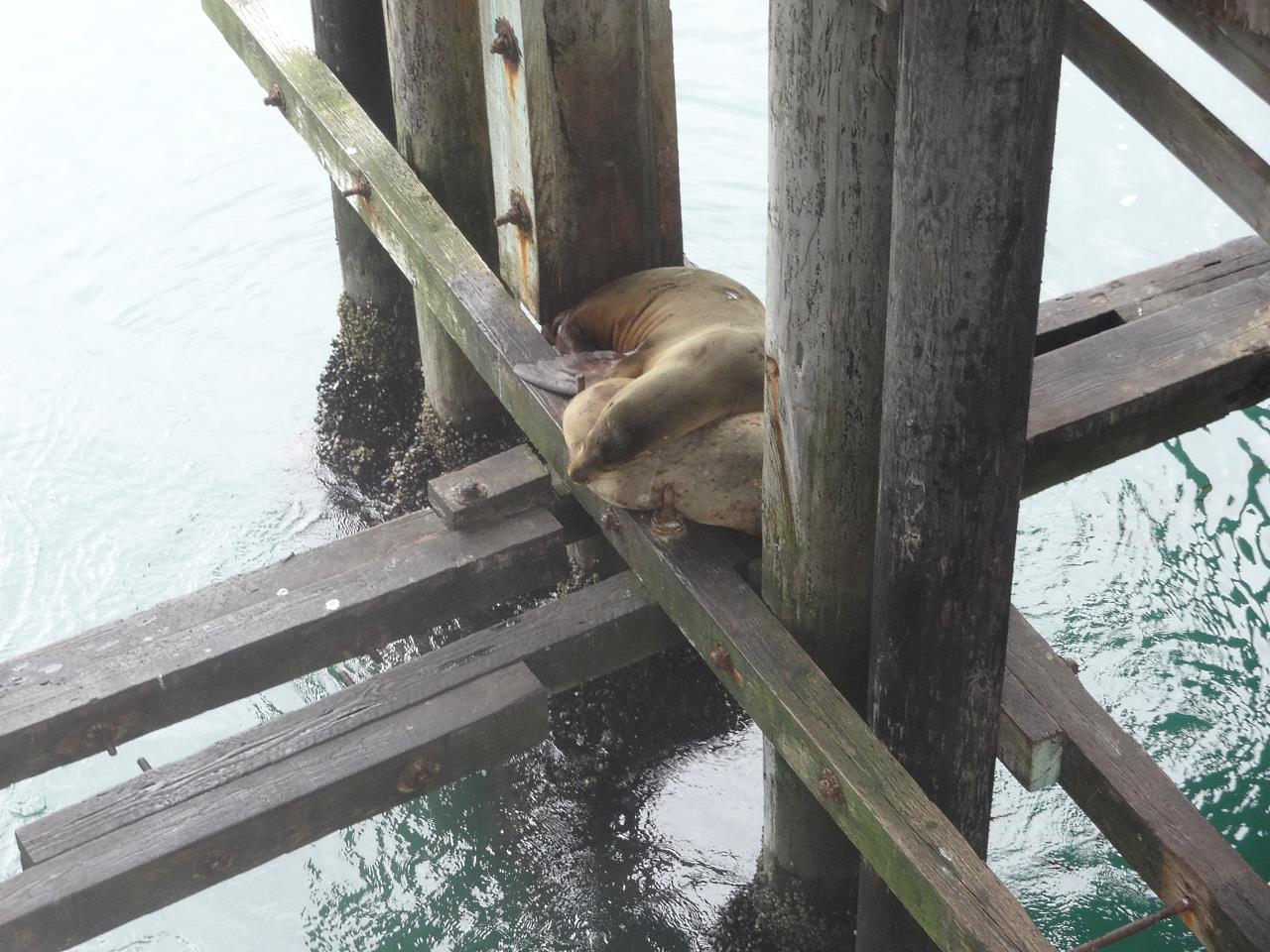 The wharf at Santa Cruz is popular with tourists and the local crowd. Next to it is one of the few remaining Ocean Parks with a wooden roller coaster. This is another playground for the folks in the Bay Area and it is fun. It is a magical place for those that live there as well, but that is a complicated story.