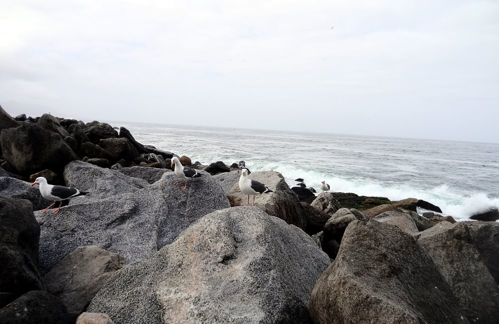 Instead of going to a cafe over the water for coffee and an omelet like I did last time I was at Morro Bay, I went to the market and got a big cup of coffee, bananas and some fried chicken. I went to the end of the road by Morro Rock, hiked over the breakwater and had breakfast with the sea gulls over looking Morro Bay. 