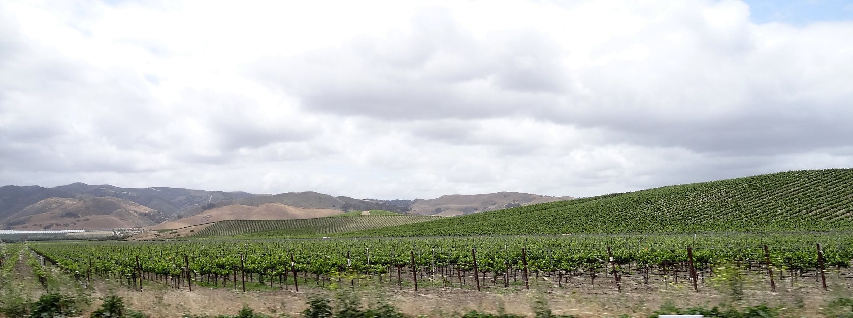 This used to be strawberry fields, but grapes are more valuable and use less water.