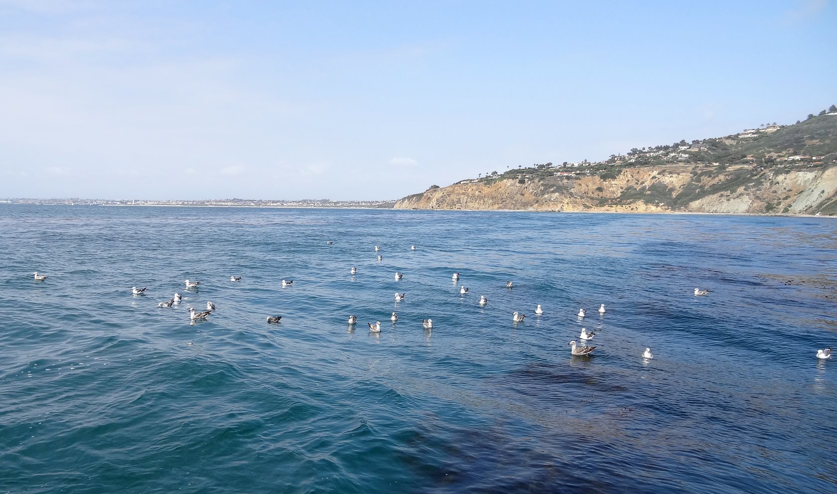 Mel went off looking for White Sea Bass and Yellowtail. I communed with the birds, who weren't near as friendly as in Morro Bay. Then, as happens on a gently rocking boat, I fell deeply asleep.