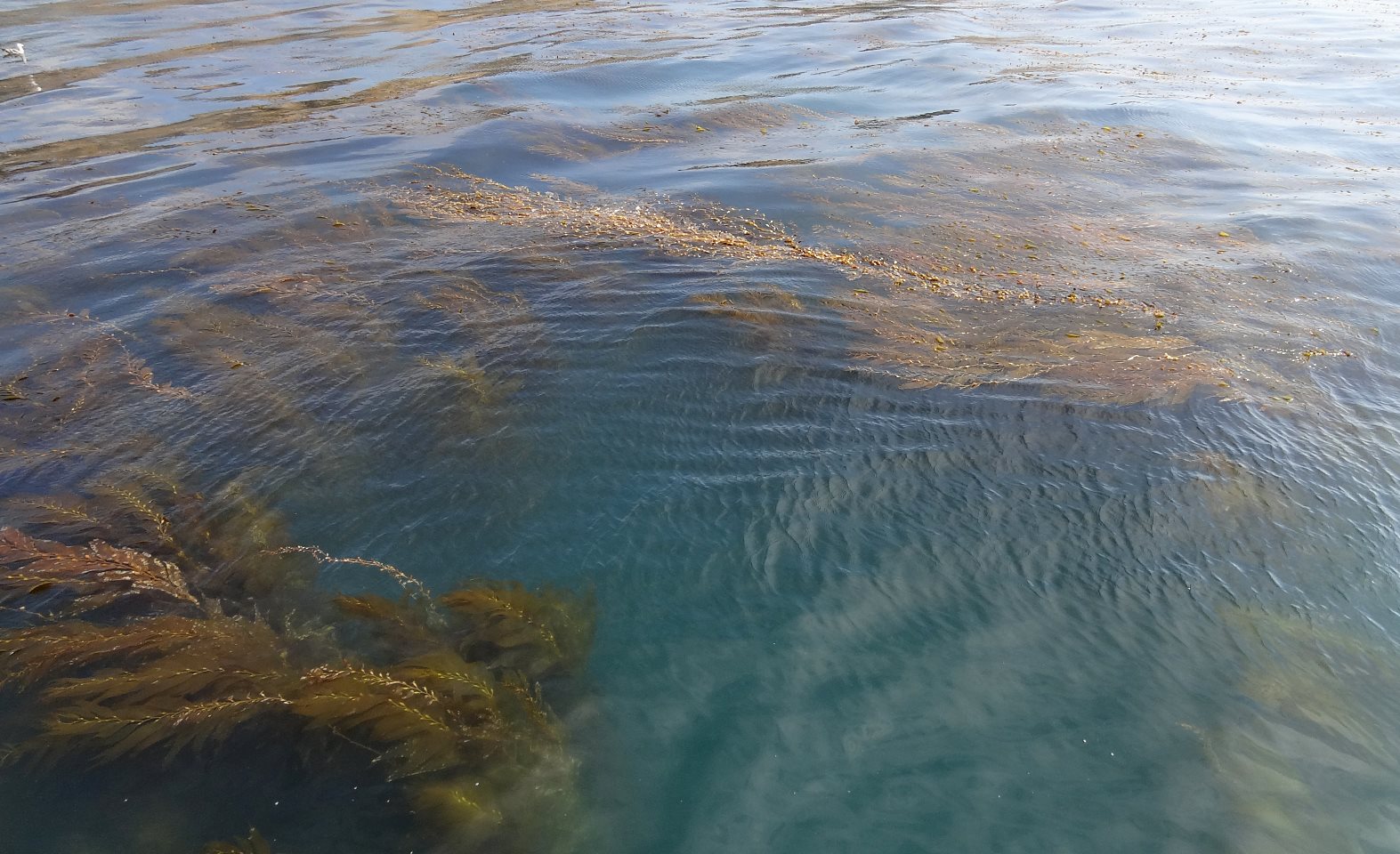Kelp is pretty on the surface, but far prettier below in the thick of the forest.