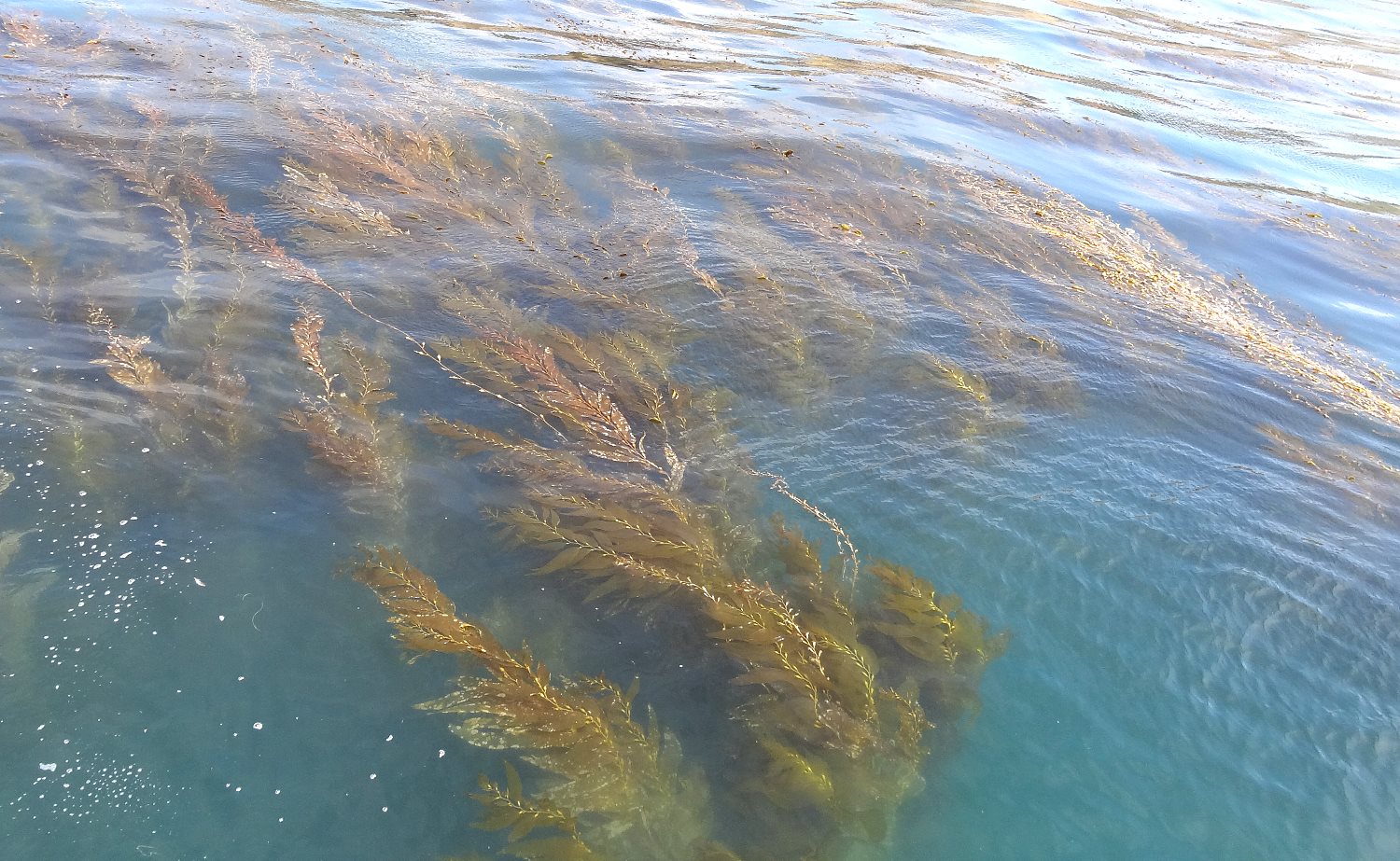 This is a good lobster hunting area.