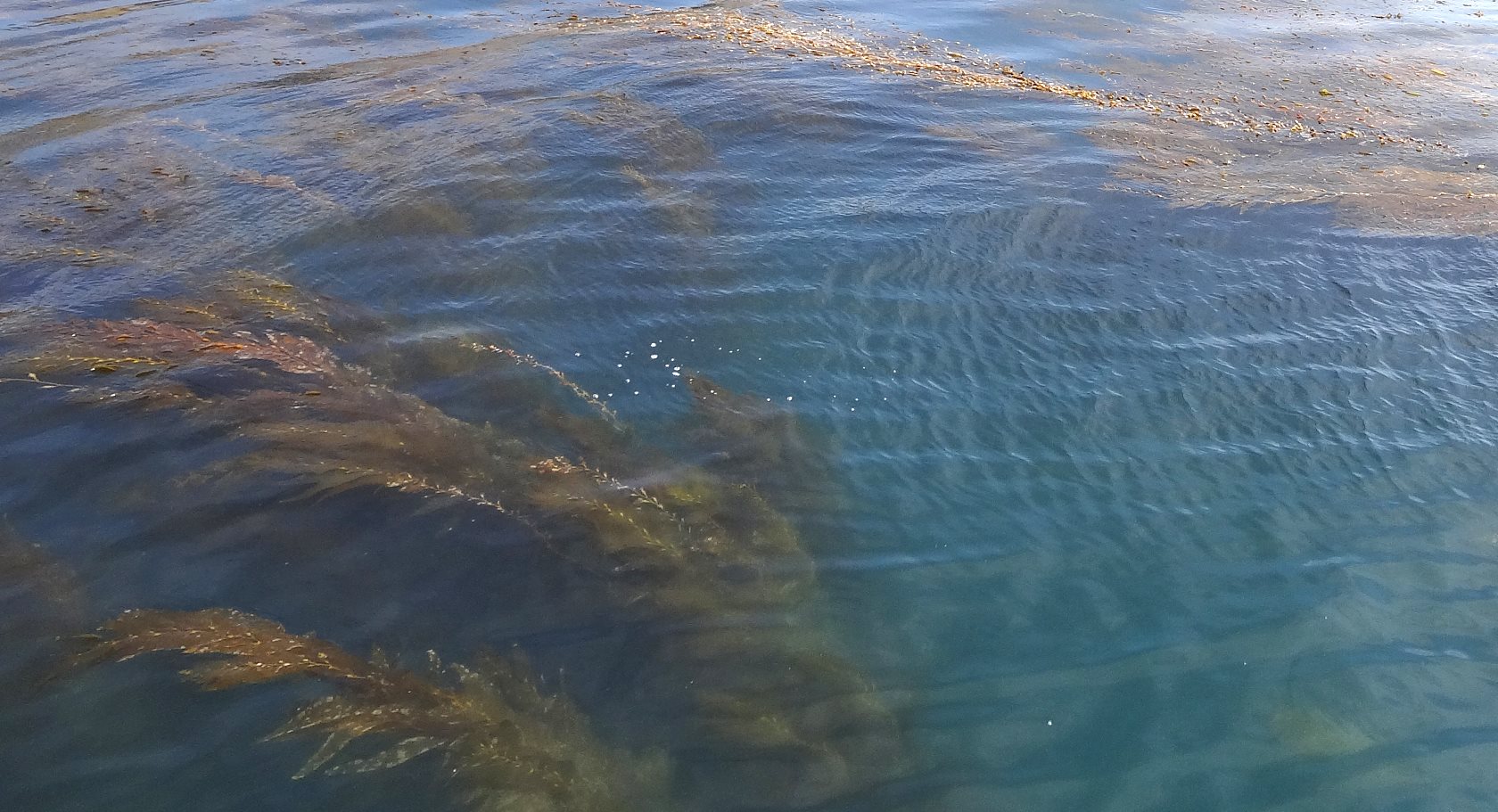 Kelp is pretty on the surface, but far prettier below in the thick of the forest.
