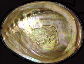 Black Abalone Shell