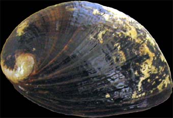 Black Abalone Shell