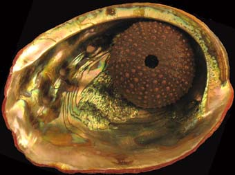 Red Abalone Shell