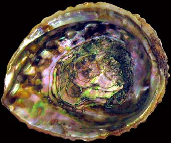 Pink Abalone Shell