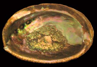 Green Abalone Shell