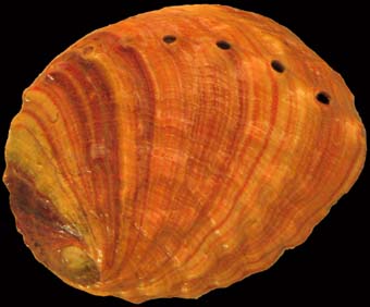 Red Abalone Shell