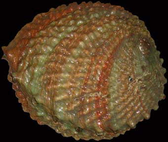 Pink Abalone Shell